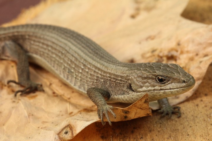 San Francisco Alligator Lizard